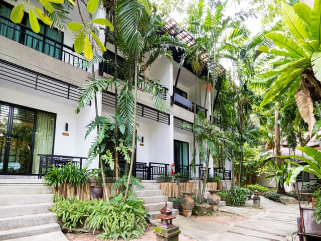 Tropical Chalay (Sunrise Wing)