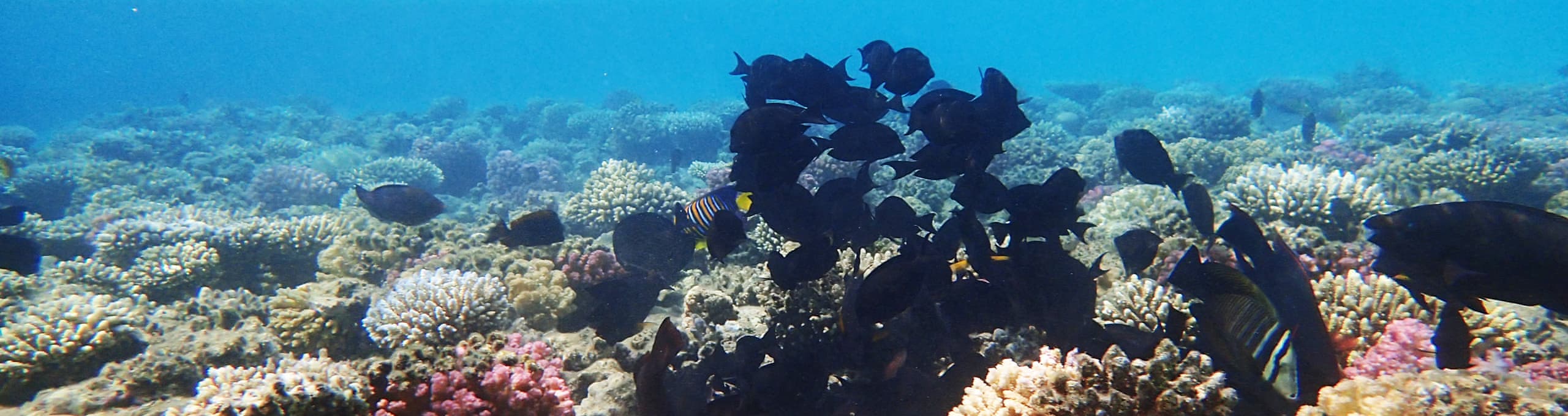 Makadi Körfezi Helal Özellikli Tatil
