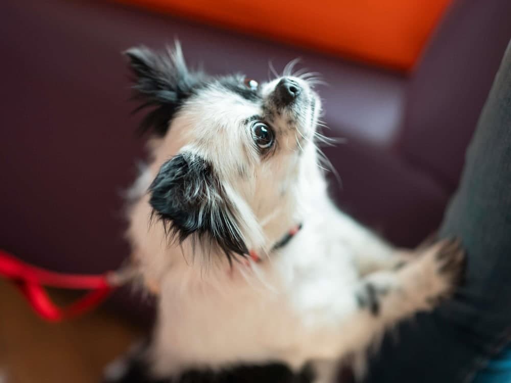 ibis Lisboa Centro Saldanha