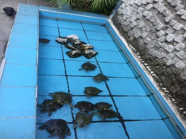 Standard Double Room, Garden View