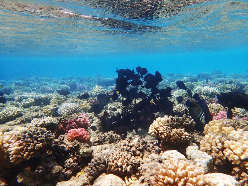 Egypt - coral reefs and rich sea life