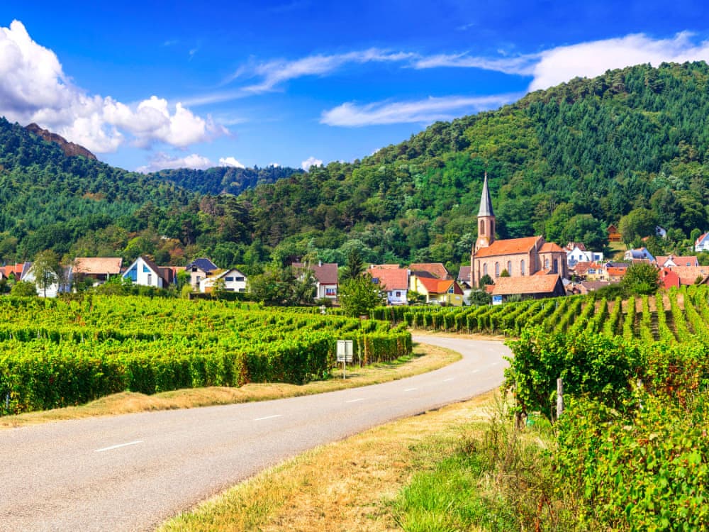 Route à travers les vignes d'Alsace
