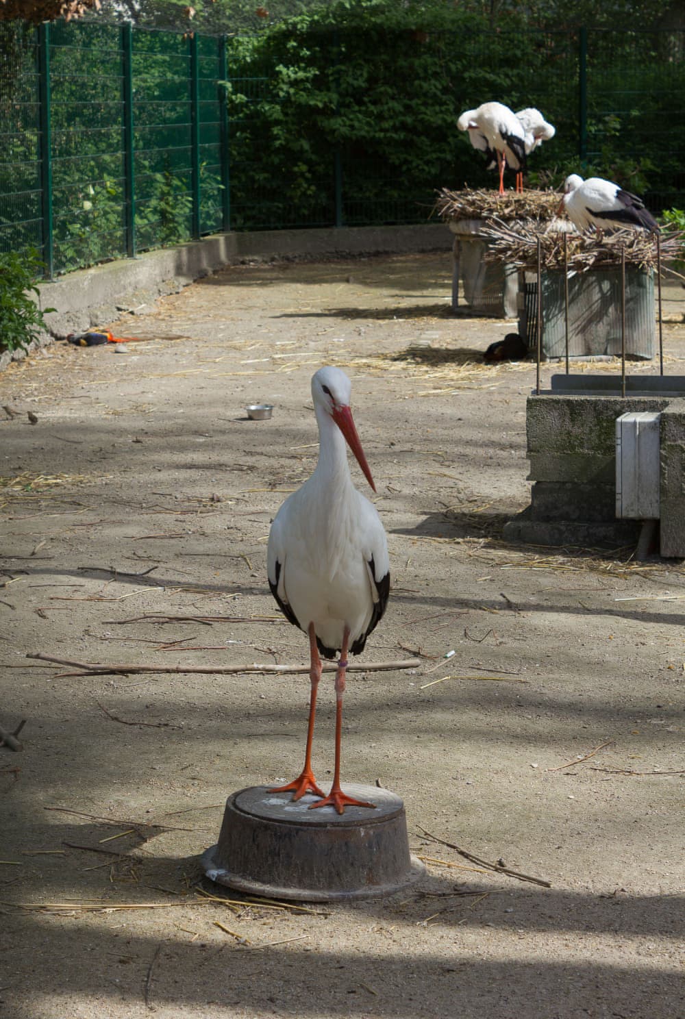 Cigogne, le symbole de l'Alsace, dans le Parc de l'orangerie à Strasbourg