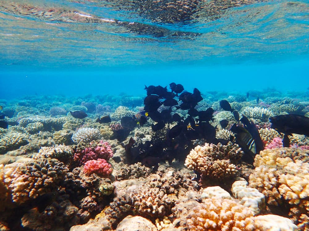 Коралловый риф в заливе Макади