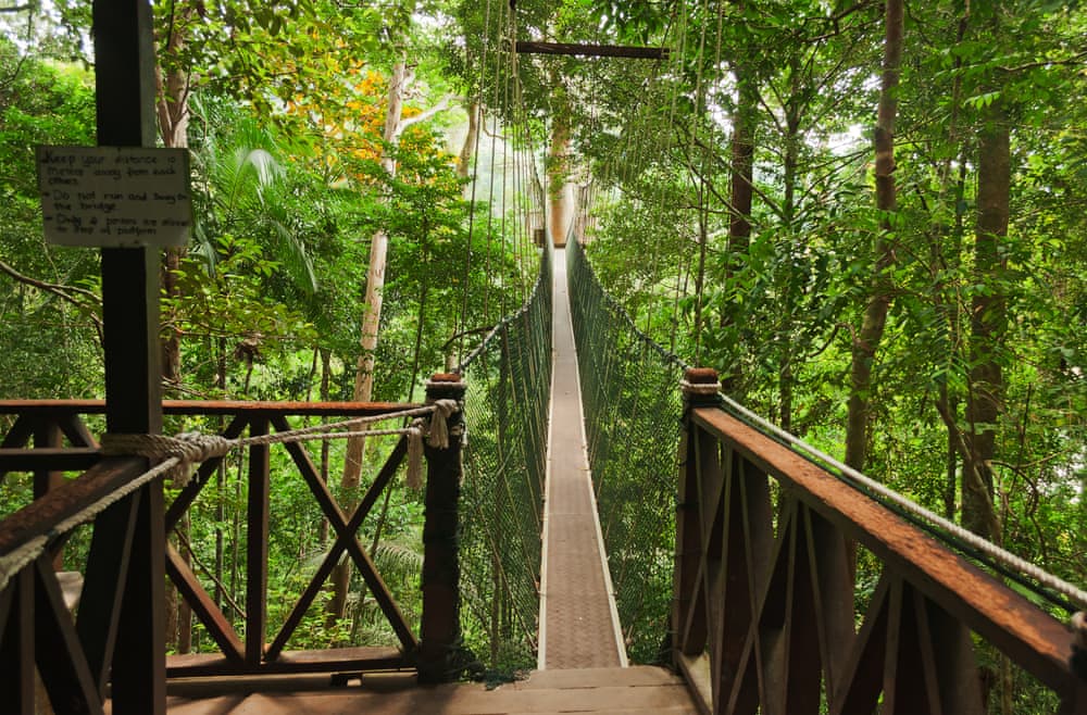 Canopy walkway, Taman Negara National Park